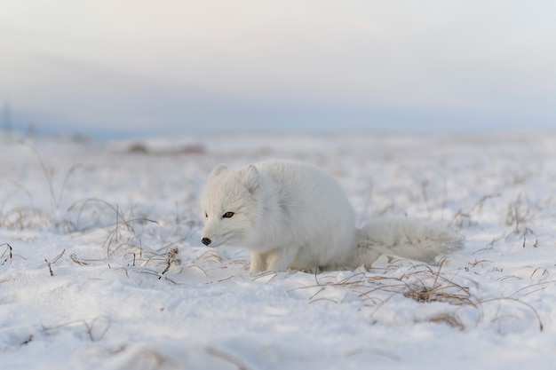 Rctic fox (Vulpes Lagopus) nella tundra selvaggia. Volpe artica sdraiata.