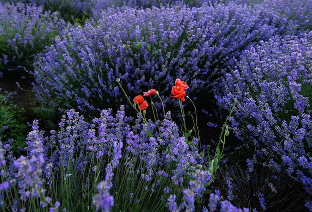 Rd papavero e fiori viola in un campo di lavanda in fiore al tramonto, Moldova