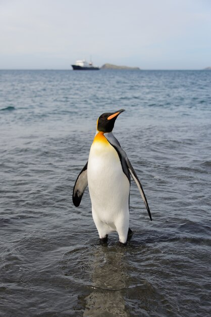 Re pinguino che va dal mare