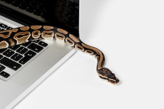 real python snake and laptop computer concept of using highlevel programming language for software engineering