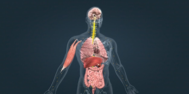 Reazione di allarme adrenalinico In questa fase il tuo corpo invia un segnale di soccorso al tuo cervello