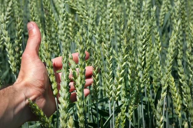 Recensione dell'agronomo Spiga verde di agricoltura del primo piano del grano