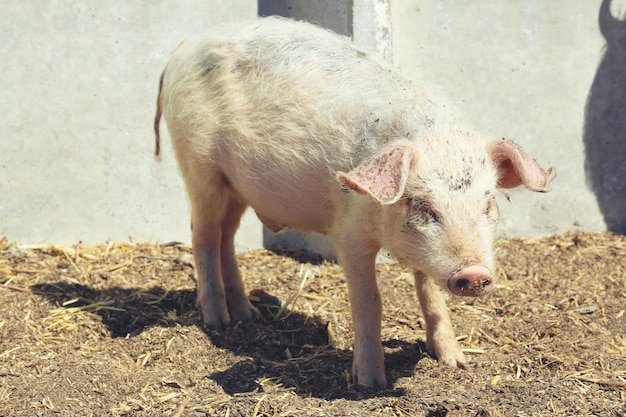 Recinto con simpatico maiale in fattoria