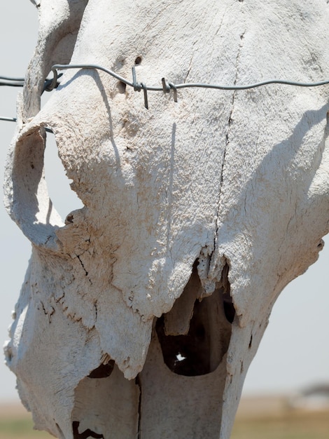 Recinto con teschi di vacca intorno al ranch occidentale.