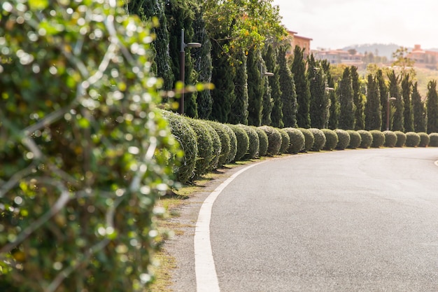 Recinto dell&#39;albero verde, campo verde nel giardino con il fondo della nuvola e del cielo blu