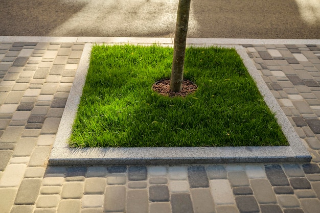 Recinto un albero con un prato verde di erba fresca un elemento di architettura nella progettazione del paesaggio