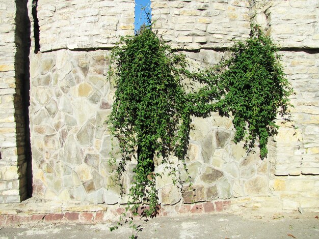 recinzione di pietra in una giornata di sole, copertura verde frondosa