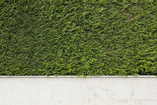 Recinzione in pietra di granito con piante di tuia verde. Priorità bassa astratta di architettura. Copia spazio