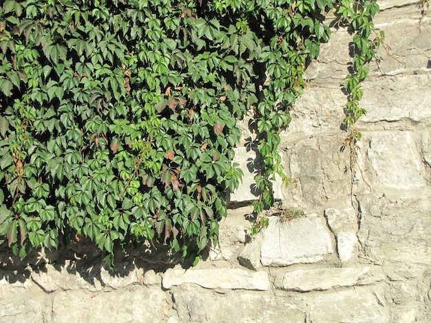 recinzione in pietra in una giornata di sole, copertura verde frondosa