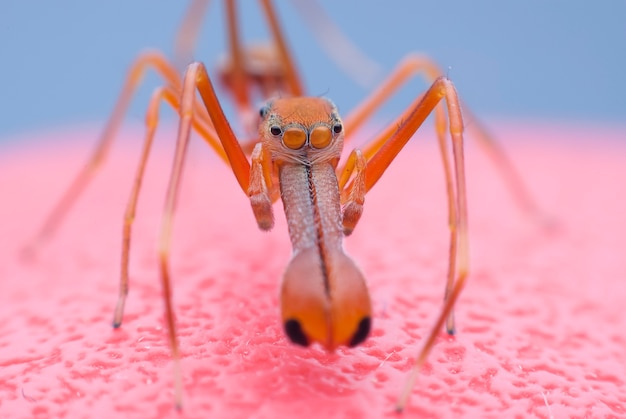 Red Ant Mimic Spider