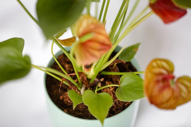 Red Anthurium Plant il colore è associato a passioni intense e voglia di azione