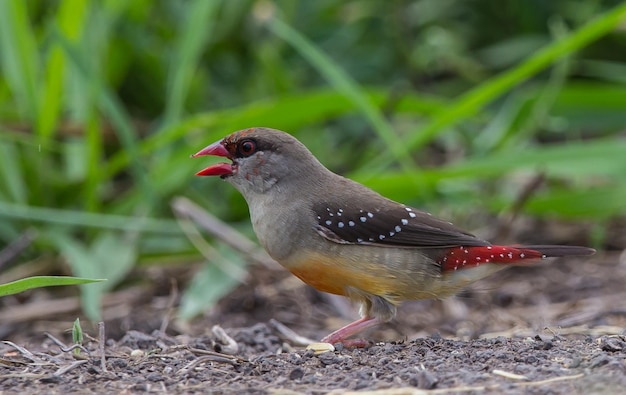 Red avadavat xAin un mantello che non è completamente rosso in cerca di cibo per terra