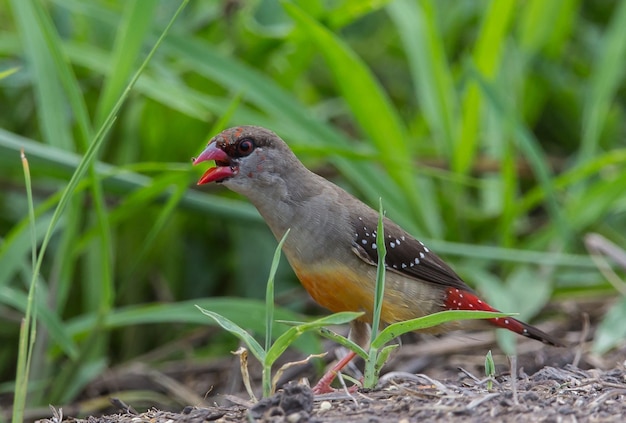 Red avadavat xAin un mantello che non è completamente rosso in cerca di cibo per terra