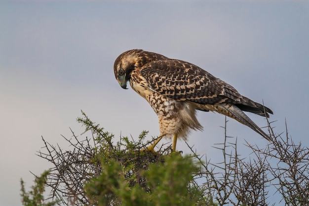 Red backed Hawk ,Buteo polyosoma ,Juvenile, Penisola Valdes Chubut Patagonia Argentina.