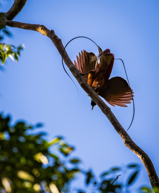 Red bird of paradise