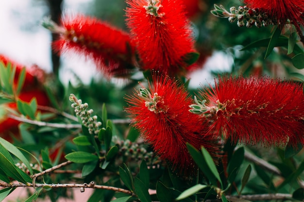 Red Blooming Calliander bellissimo albero di verdi primaverili