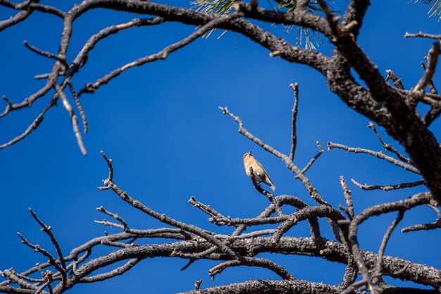 Red Crossbill (Loxia curvirostra) al Parco Nazionale del Bryce Canyon