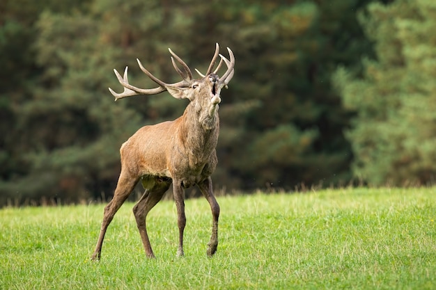 Red Deer cervo ruggente sul prato in autunno.