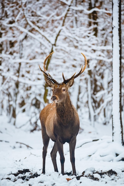 Red Deer Cervus elaphus buck nella foresta d'inverno