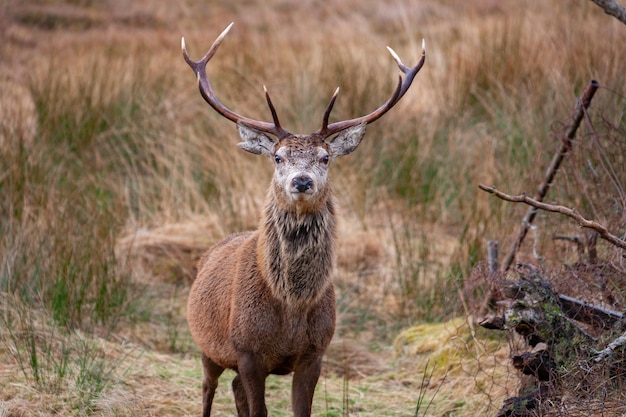 Red Deer Stag Highlands scozzesi