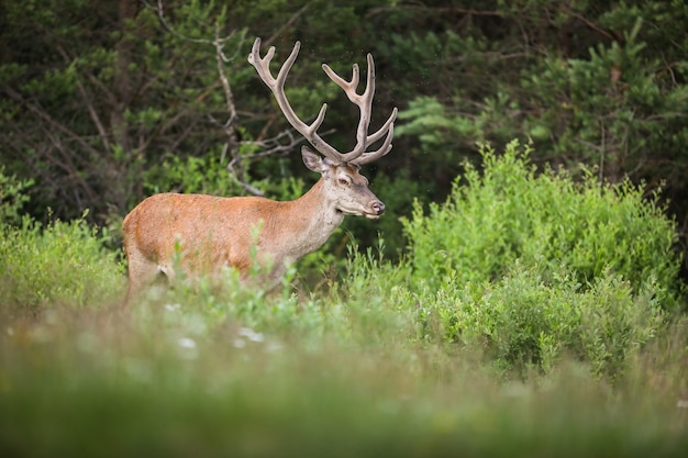 Red Deer stag in piedi nel bosco in primavera la natura.