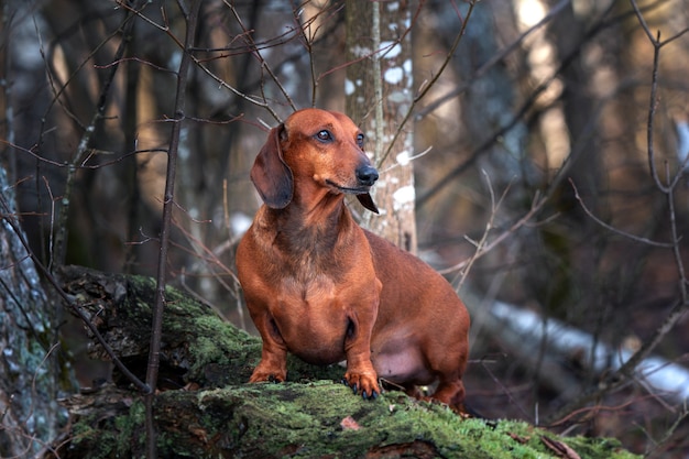 Red dog passeggiate libere all'aperto