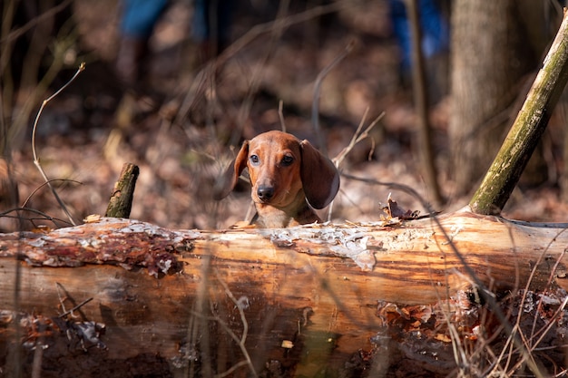 Red dog passeggiate libere all'aperto