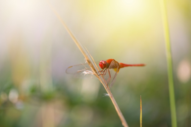 Red Dragonfly arroccato su un ramo cima dell&#39;albero