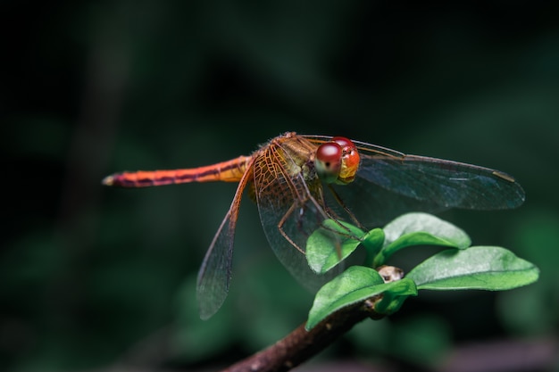 Red Dragonfly Sul ramo