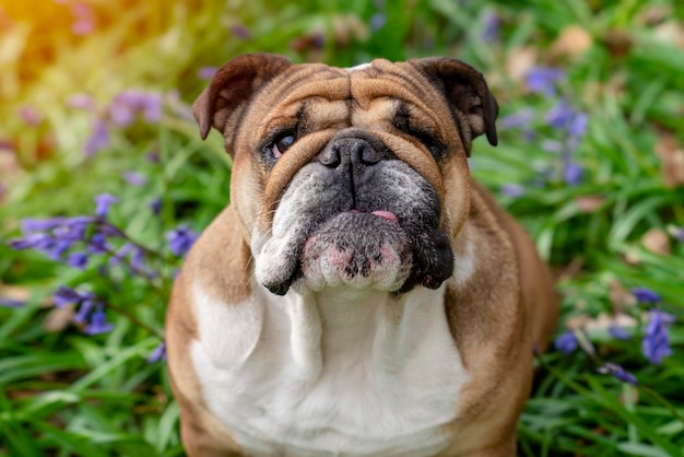 Red English British Bulldog cercando di leccare la lingua e seduto nelle campanule