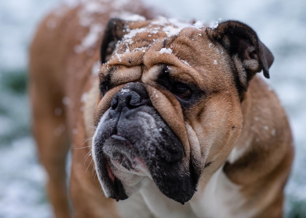 Red English British Bulldog fuori per una passeggiata in piedi sulla neve in una giornata invernale