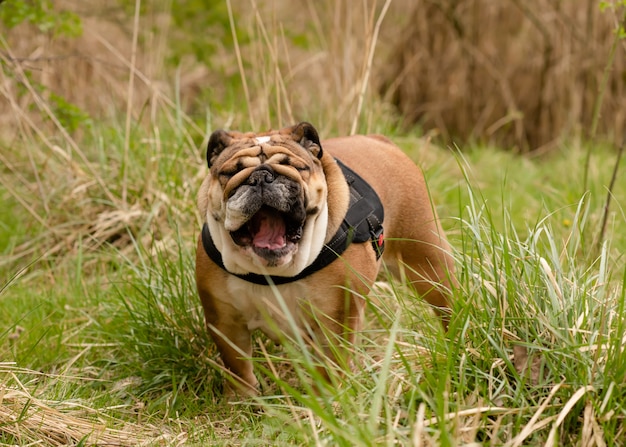 Red English British Bulldog in blac cablaggio fuori per una passeggiata in piedi sull'erba secca nella giornata di sole