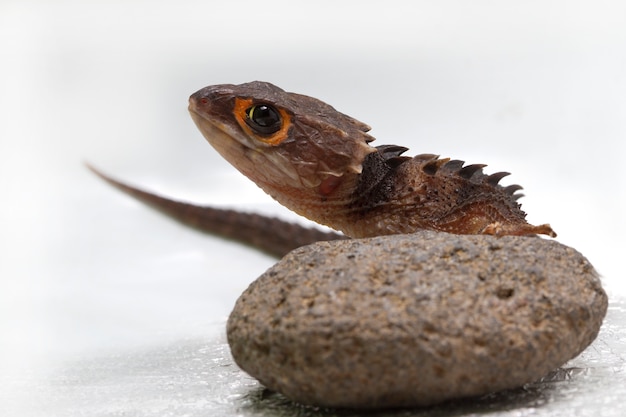 Red Eyed Crocodile Skink