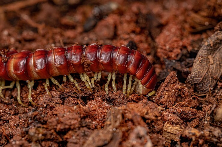 Photo red flatbacked millipede of the family chelodesmidae