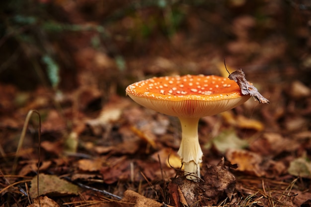 Red fly agaric nella foresta di autunno. Fungo velenoso