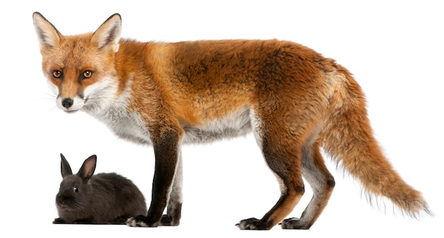Red Fox che gioca con un coniglio