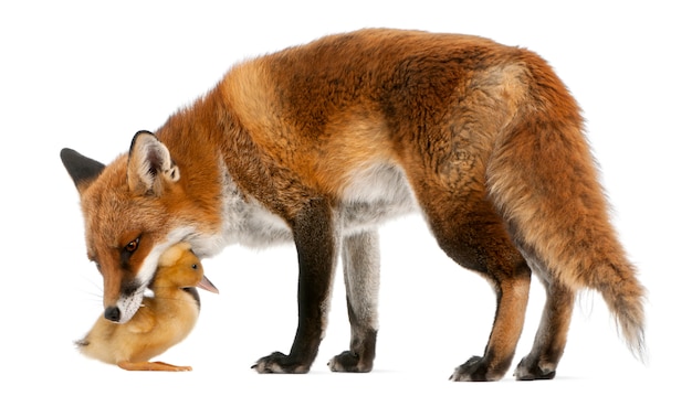 Red Fox che gioca con un dukling domestico