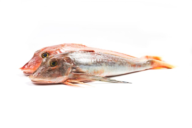 Red Gurnard Fish