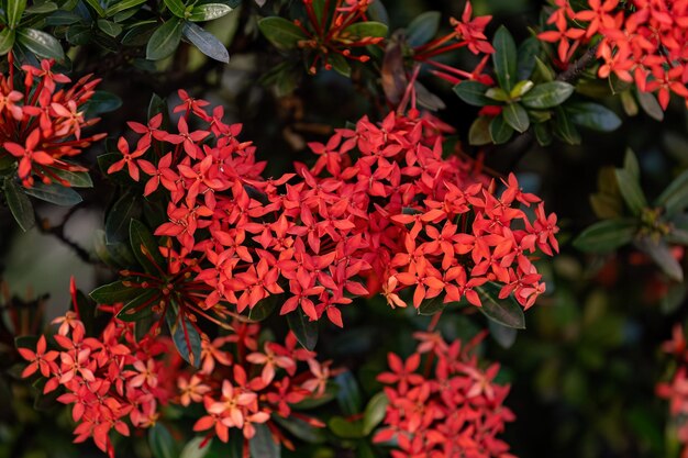 Red Jungle Flame Plant Fiore del genere Ixora