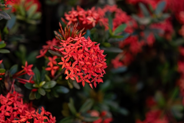 Red Jungle Flame Plant Fiore del genere Ixora