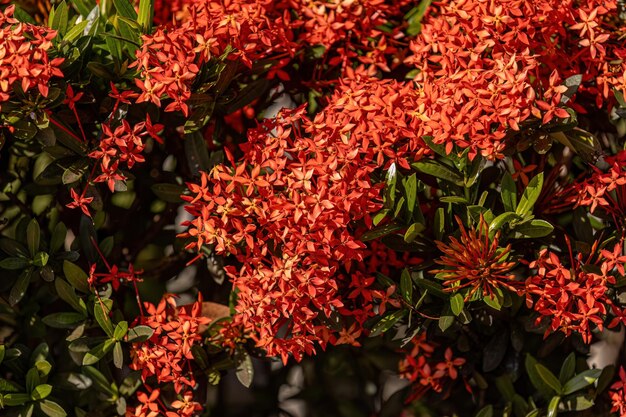 Red Jungle Flame Plant Fiore del genere Ixora