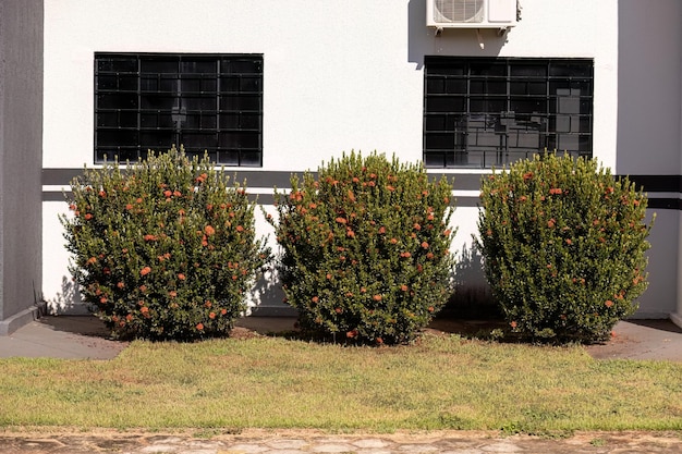 Red Jungle Flame Plant Fiore del genere Ixora