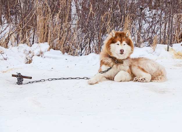 Red Malamute in vivaio per cani in inverno