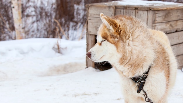 Red Malamute in vivaio per cani in inverno