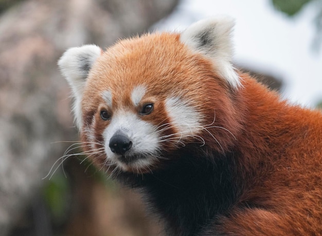 Red Panda Firefox o Panda minore Ailurus fulgens sull'albero