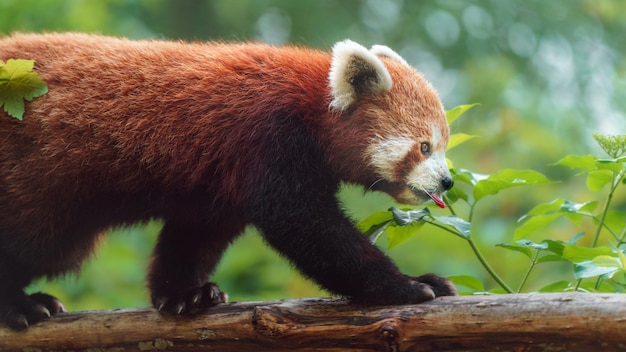 Red Panda