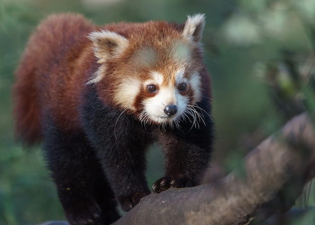 Red Panda