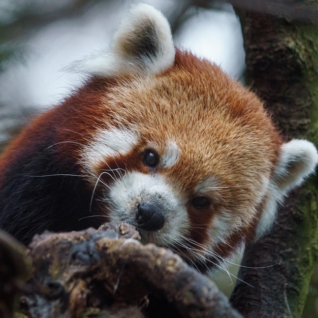 Red Panda