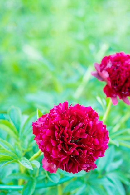 Red Peony albiflora Paeonia officinalis Command Performance in giardino Grandi fiori color magenta di peonie comuni nel parco