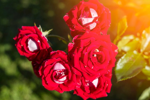 Red Rose Bush un sacco di boccioli di rose rosse primo piano Il concetto di giardinaggio